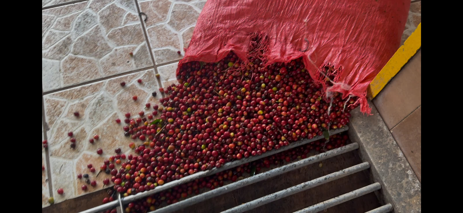 Coffee cherries being weighed during harvest handling.